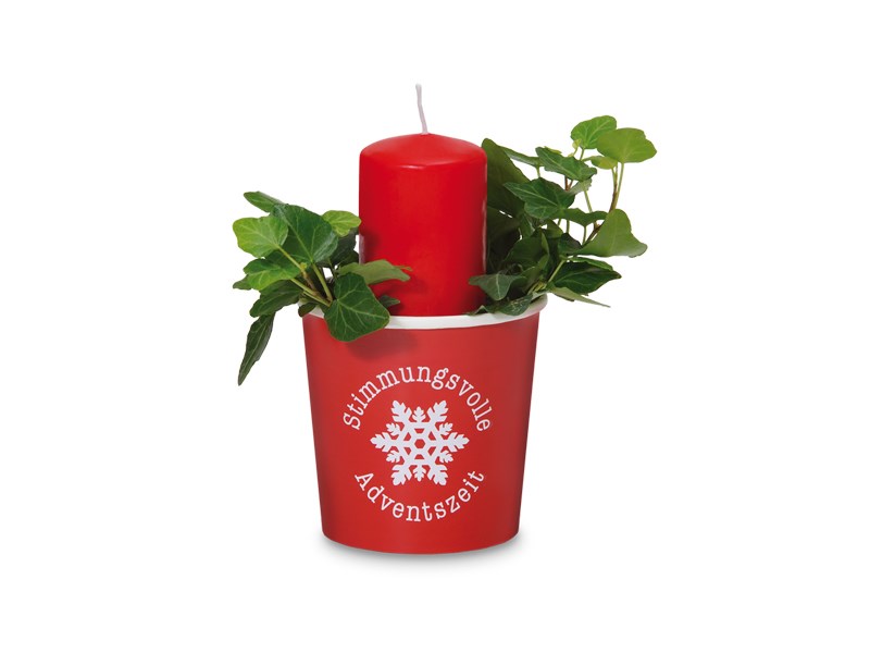 Efeu, der florale Weihnachtsbotschafter - Pflanze im Becher